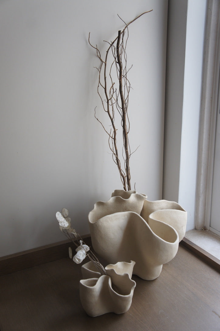 Cape Jasmine